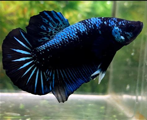Avatar Betta .